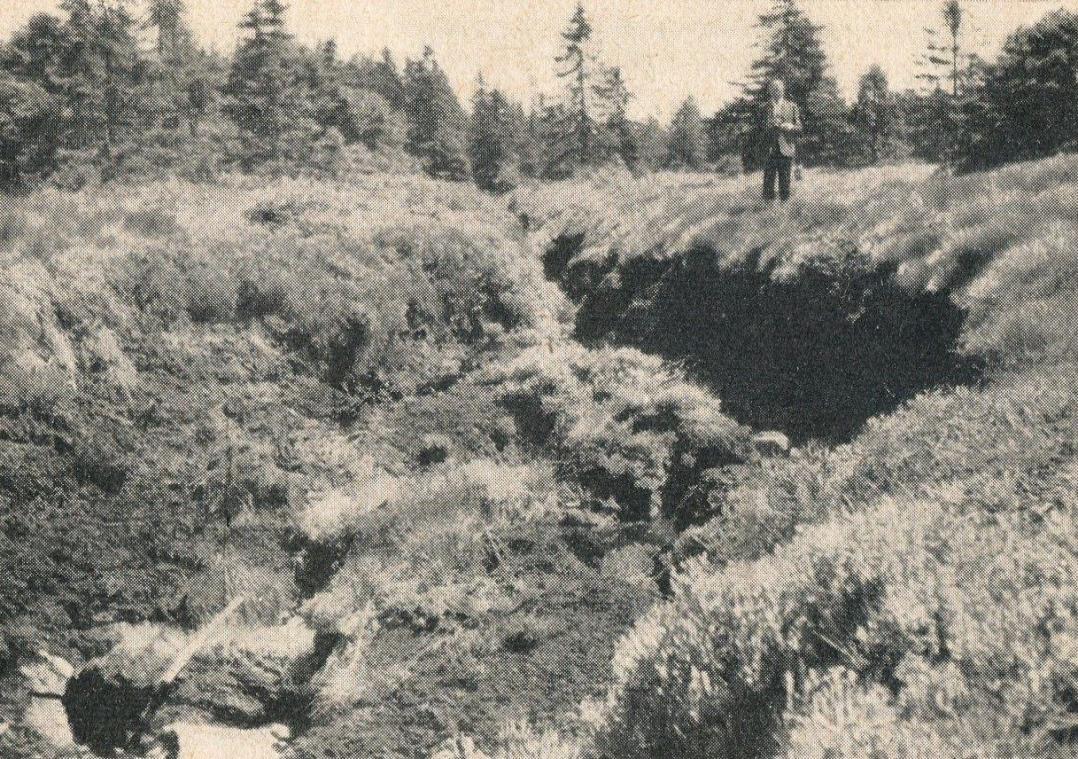 Ursprung der Abbe im Brockenmoor/Harz, Oberharzer Wasserwirtschaft.